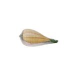 Sea Shell
